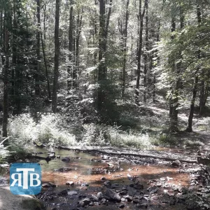 Forêt du Cranou