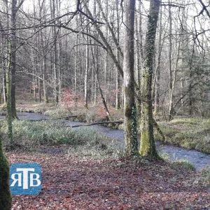 Forêt du Cranou
